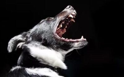 Mordu par un chien, qui va m’indemniser ?