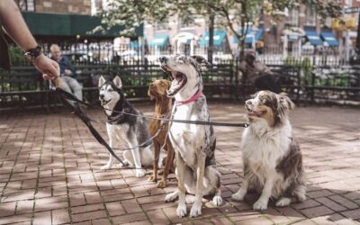 Animaux domestiques : la responsabilité du propriétaire qui mord un passant.