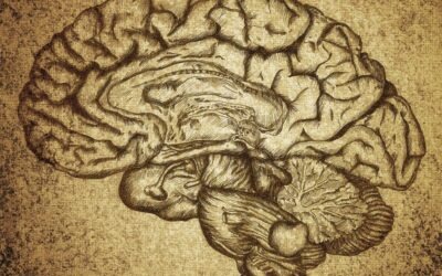 La prise en charge spécifique des traumatisés crâniens